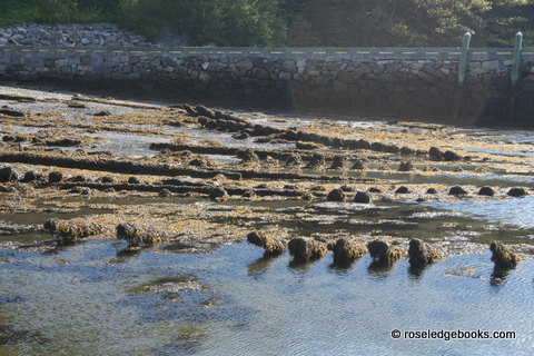 Figure #86.  Very low tide; maybe no longer bush-blocked.